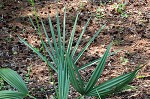 Dwarf palmetto