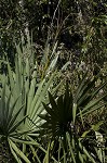 Dwarf palmetto