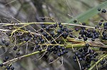 Dwarf palmetto