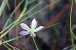 Slender rose gentian