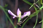 Slender rose gentian