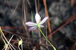 Slender rose gentian