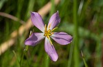 Slender rose gentian