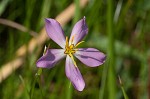 Slender rose gentian