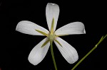 Lanceleaf rose gentian