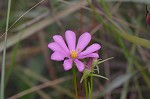 Pinewoods  rosegentian