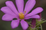 Pinewoods  rosegentian