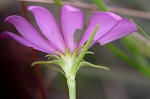 Pinewoods  rosegentian