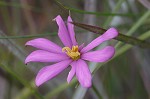 Pinewoods  rosegentian