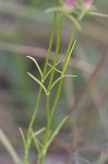 Pinewoods  rosegentian