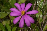 Pinewoods  rosegentian