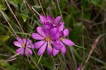 Pinewoods  rosegentian