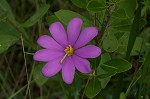 Pinewoods  rosegentian