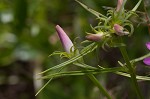 Pinewoods  rosegentian