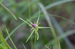 Pinewoods  rosegentian