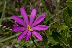 Pinewoods  rosegentian