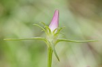 Pinewoods  rosegentian