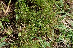 Trailing pearlwort