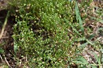 Trailing pearlwort