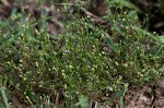 Trailing pearlwort