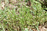 Trailing pearlwort