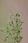 Trailing pearlwort