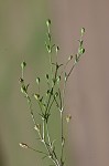 Trailing pearlwort