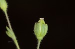 Trailing pearlwort