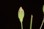 Trailing pearlwort