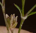 Trailing pearlwort