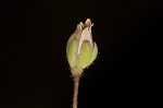 Trailing pearlwort