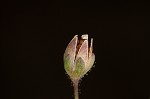 Trailing pearlwort