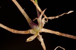 Trailing pearlwort