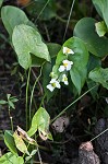 Common arrowhead