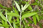 Coastal plain willow