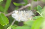 Coastal plain willow