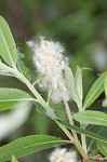 Coastal plain willow