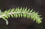 Coastal plain willow