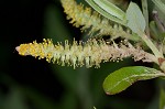 Coastal plain willow