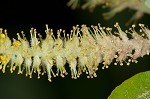 Coastal plain willow