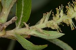 Coastal plain willow