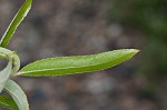 Coastal plain willow