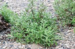 Coastal plain willow