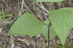 Nettleleaf sage