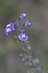 Nettleleaf sage