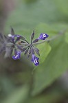 Nettleleaf sage