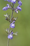 Nettleleaf sage