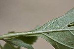 Nettleleaf sage