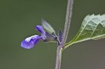 Nettleleaf sage