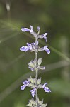 Nettleleaf sage